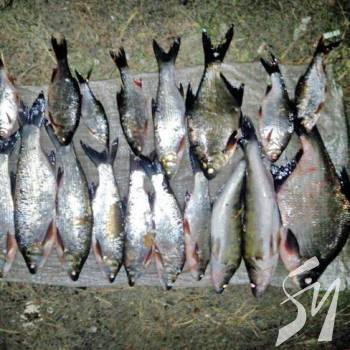 � ���������� ������� 64 �� ����