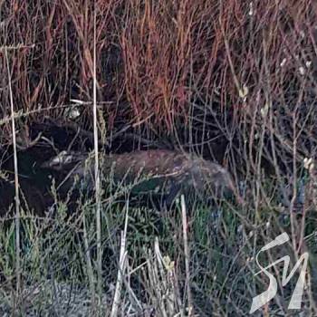 ������ ������ � �����