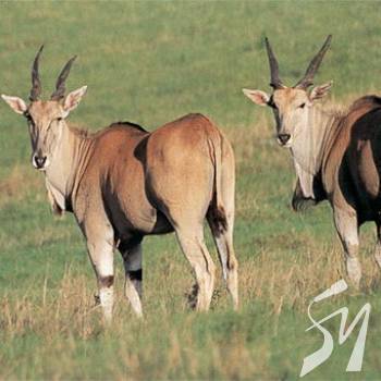 �� 15 ������ ����� ������ �����