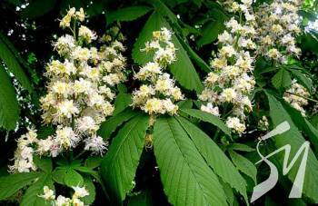 � �������� ������ ������� �� �����