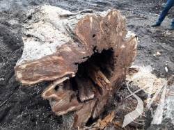 ������ �� ��������� ���� ��������� ���� ������� - ��������� 