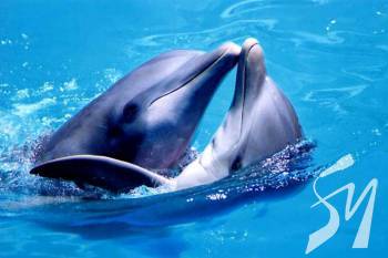 �������� ���������� ������ ���� ������������, ��� ����