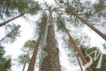 � �������������  ������ ��������� 5 �������, �� ��� ������� �������� ��������� ������� �����