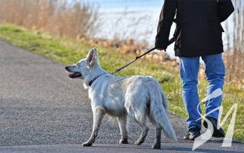 ������ ������ � ����������� � �������� - ������������ ������ ����������� ���������