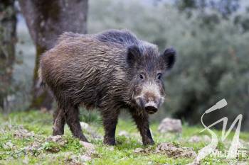 �� ����������� ���������� ������ ������ � ������������ �����