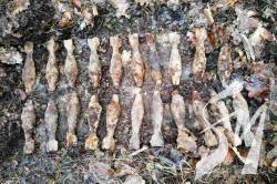 ϳ��������� ���� ������� �� ����������� 36 ������� ��������� ���� ������� ���