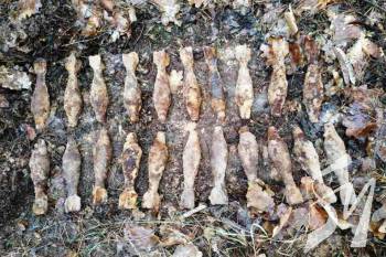 ϳ��������� ���� ������� �� ����������� 36 ������� ��������� ���� ������� ���