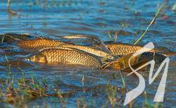 � 25 ������� ������ ���� ��������� ��� ��������, ���'����� � ��������