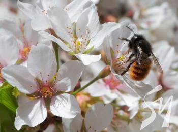 ��������������� ���������� ������� ������ �� ������