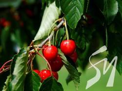 ������ ���� ���������� ��� �������� �� �������� ����� ���������  