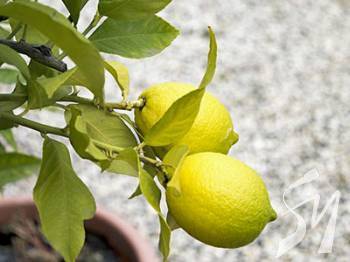 �����: �������� � ���������� ��������, �������������� � ������������� ��������