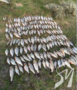 ������������ ������������� �������� �� ��� ��� �������� 80 �� ��������� ������ ���� 