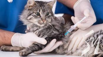 ����� ����� � �������� ����������� ���������� ������ ����� ����� 