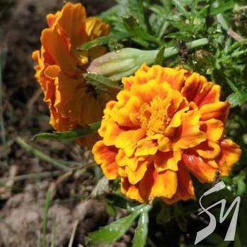 ������ ��������� � ���������� ��� ����������� �������� ����������