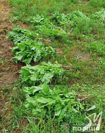 � ������������� ������ ������ ������� ���������� ���� � 300 ������ ��������� ����