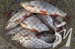 ������������ ������������� �������� �� ������� ����������� 20 �������� ������ ����������