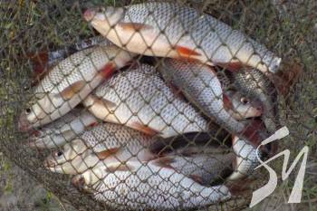 ������������ ������������� �������� �� ������� ����������� 20 �������� ������ ����������