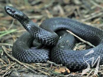 ³� ������� ���� �� ����� ��� � ������ ����������� 36 �����