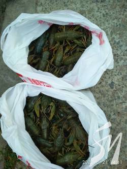 ���������� �������� ���� �� ��� ��������