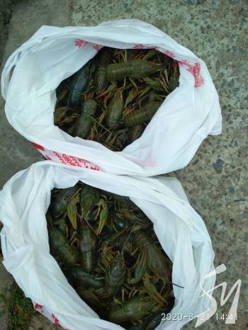 ���������� �������� ���� �� ��� ��������