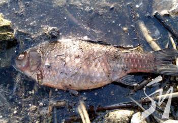 ������ �������� ���� �� ��������� ���������