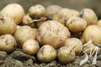 ������ �� ���� ���������� ������ ������� � ���  