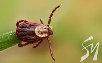 � ������ ������������ ������� �������� �������� ���������