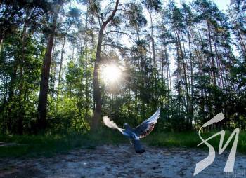 � ������ ��������� ���� ��������� ������� � ������������� ���������� - ��������� ���� �������