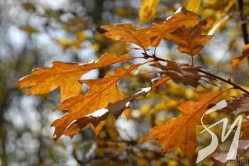 ������ ������ ���������: �������� � ������ ���� � �����