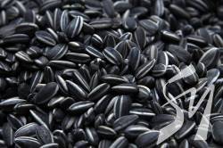 � ������ ���������� ��������: �� �� ������ �� ������� �볿  