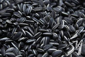 � ������ ���������� ��������: �� �� ������ �� ������� �볿  