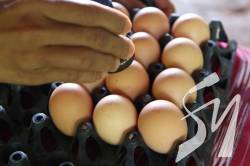 � ������ ������ ������������ ���� �� ���� ����� - ������� 