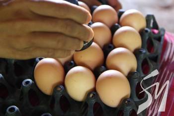 � ������ ������ ������������ ���� �� ���� ����� - ������� 