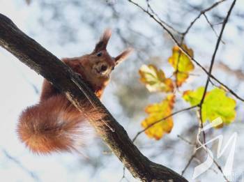 �������� ���������� �������� ��� ���� ������: ������ ���� �� �����������