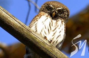 � ��������������� ���������� ����� �������� ���� � ������ 