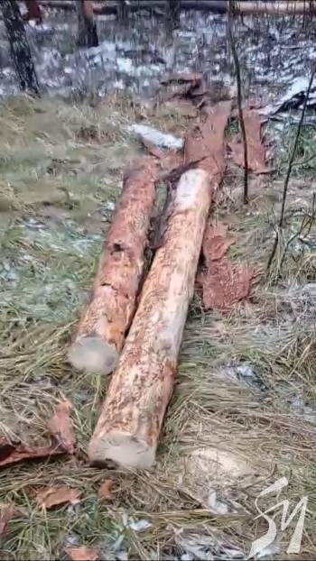 ������� ������ �������