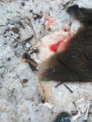 �� ����������� ��������� ����������-�������� �� ���� ���� ��������