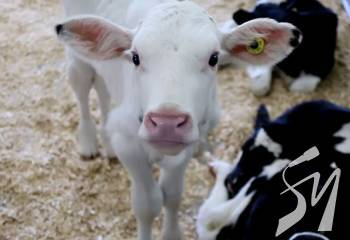 ���������� ��������� ��� �����