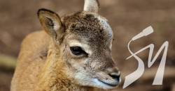 � ����� ����������� ������ ������� ������� �������: ��������� ��������� ������������� ��������