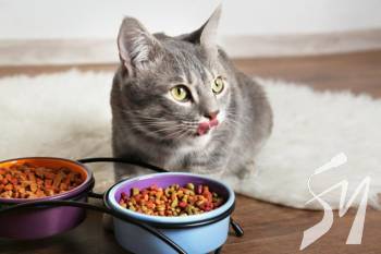 ��� ��������� ������� ����� ���� ��� �����