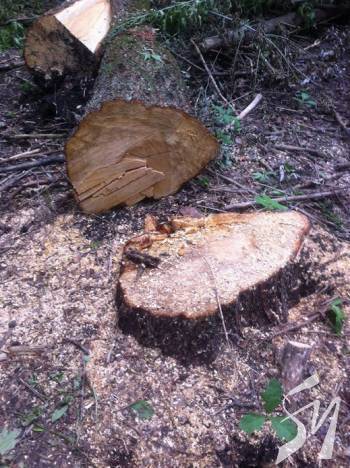 ���������� ����������� �� ��������� ������� ����� �� ����� 800 ���. ���