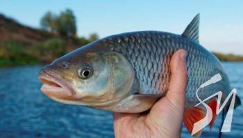 ����������� �������� �������� 325 ���� ����