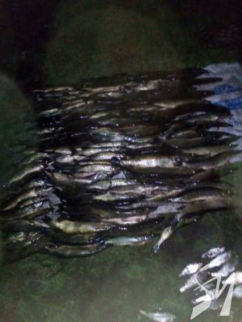 �������������� ������ 49 �� ���� �� 53 ���. ��� ������, - ������������� �������