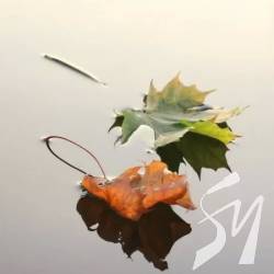 ����� ���� �����������