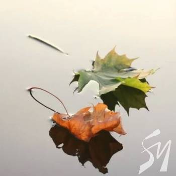 ����� ���� �����������