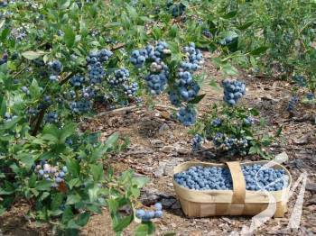 ������ ���� ��� �������� �� ������������� �����������