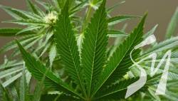 ��������� ͳ������� �������� ��������� �� ����� 100 ����� �������