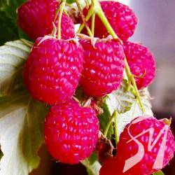 ���������� ������ ���������