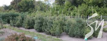 ˳����� ������� �� ����-���� ���� ��������� ���