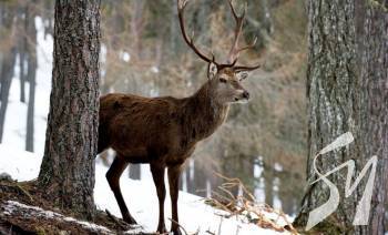 ����� ��������� �������� ����������� ����������